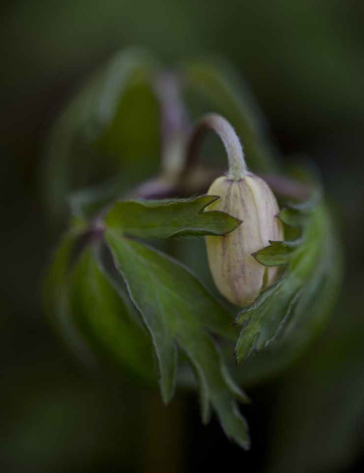 blåsippsbacken22017blygastu800webb