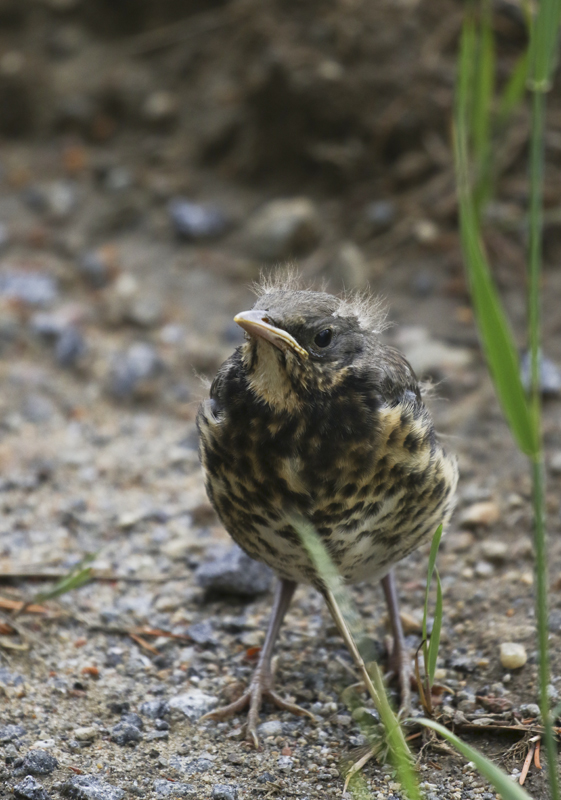 BQ3A0012björktrastungaattitydu800