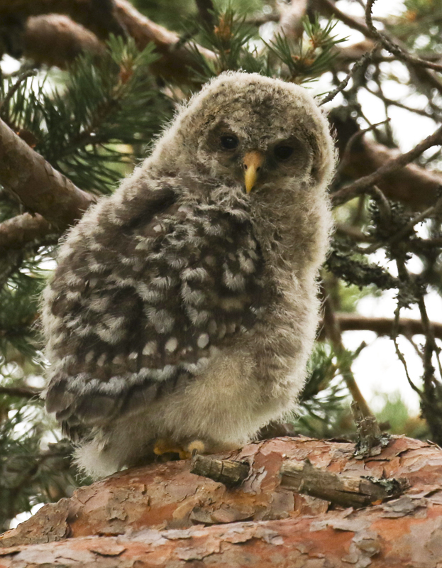 BQ3A0016-2webbungeu800