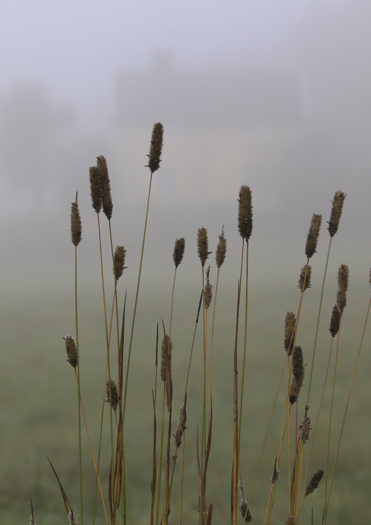 BQ3A0020bäckisidimmabskwebbu700