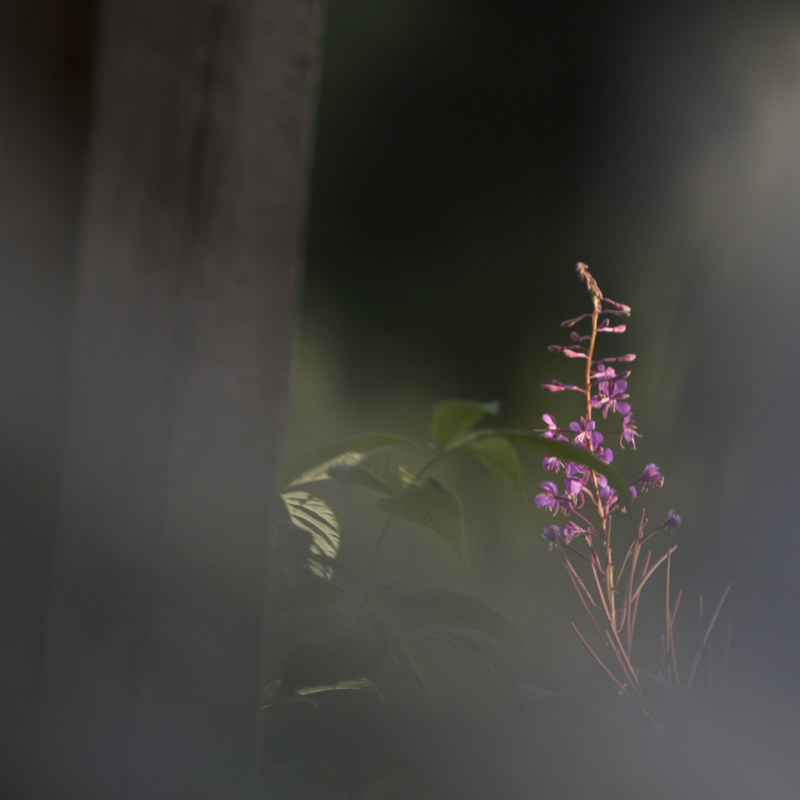 BQ3A0258rallarrosdrömlik