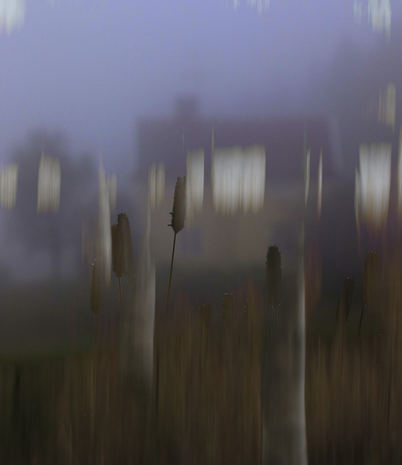 BQ3A1583suddträdmedtimotejwebb800