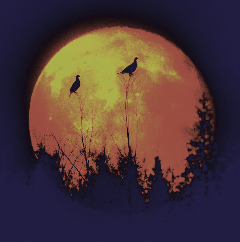 BQ3A4447orrarifantasinwebb800