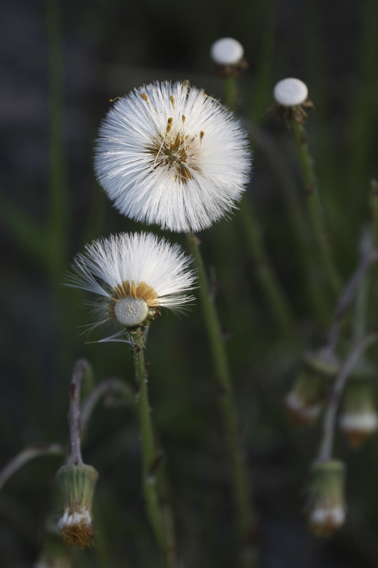 BQ3A5869tussilagowebbu800