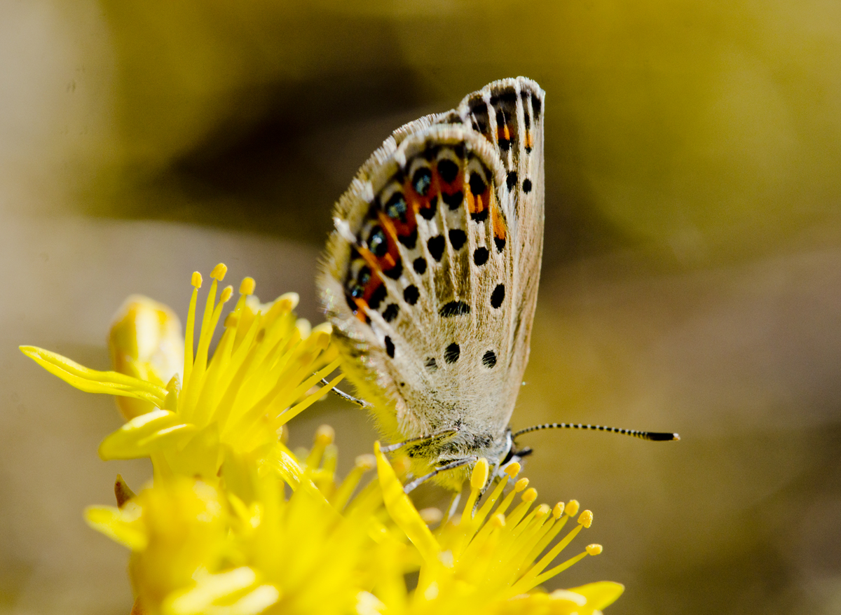 DSC_8169bevingad1200