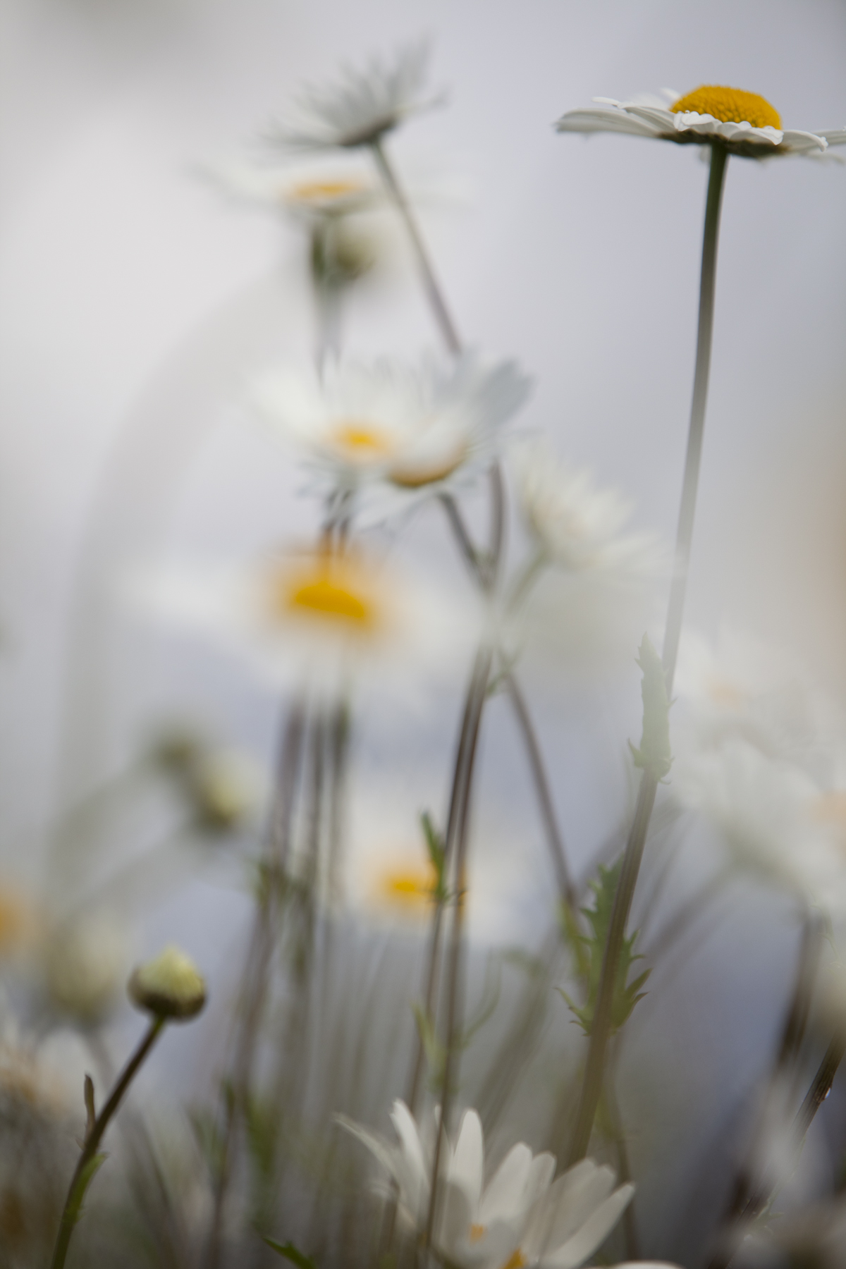 _MG_5477prästkrage1200