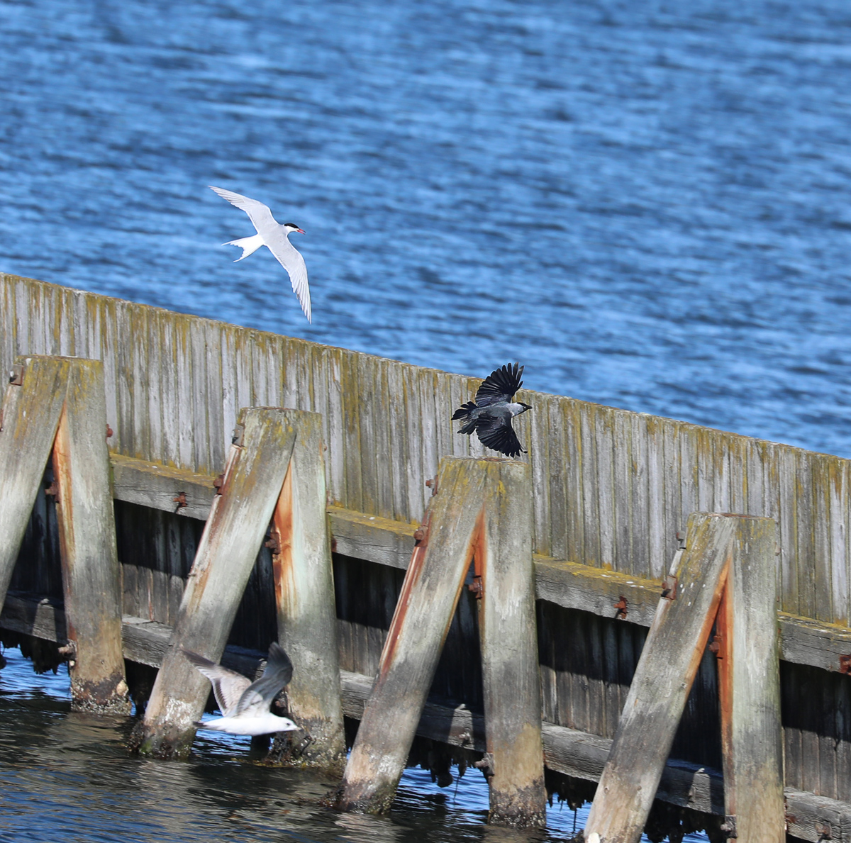 0J0A1453tärnakajamås1200